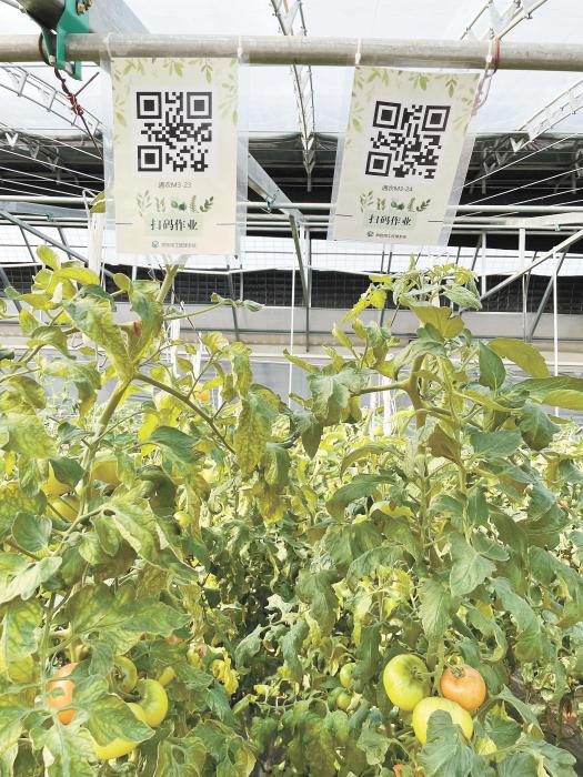 智慧大棚工人通過(guò)掃描二維碼，便可查詢(xún)當(dāng)前的作業(yè)情況?！吨袊?guó)新聞》報(bào) 魏寒冰 攝